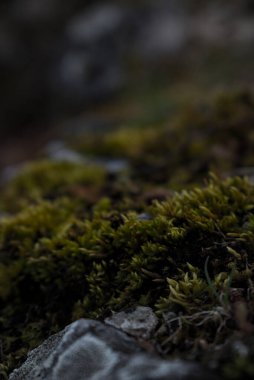 İlkbaharda orman zeminini kapatın.