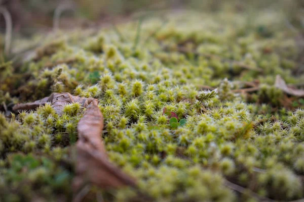 Närbild Skogsmarken Våren — Stockfoto