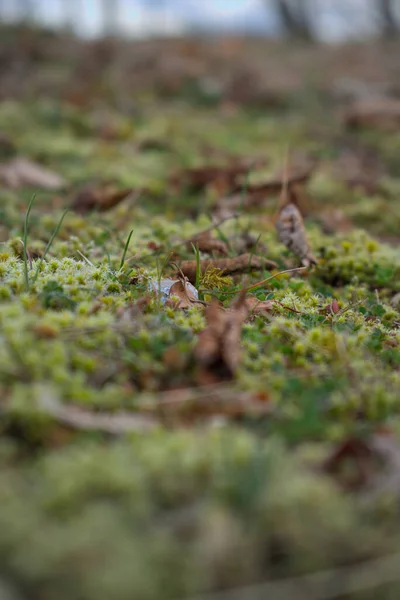 Waldboden Frühjahr Dicht Machen — Stockfoto
