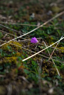 İlkbaharda orman zeminini kapatın.