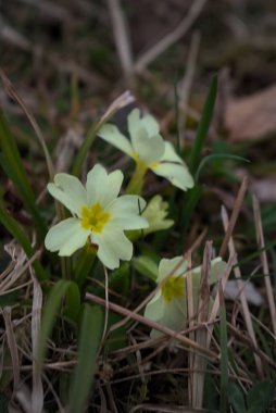 İlkbaharda orman zeminini kapatın.