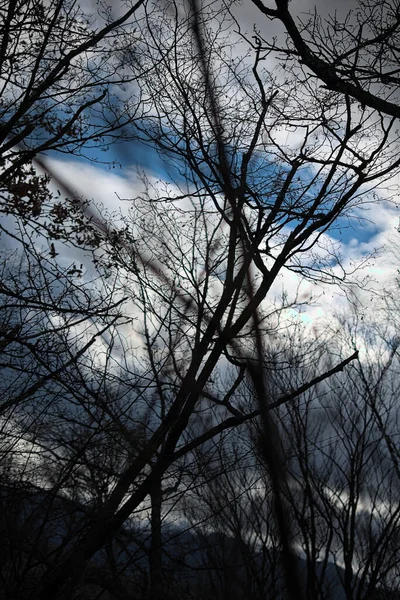 Χειμωνιάτικα Δέντρα Μπροστά Στον Ουρανό — Φωτογραφία Αρχείου