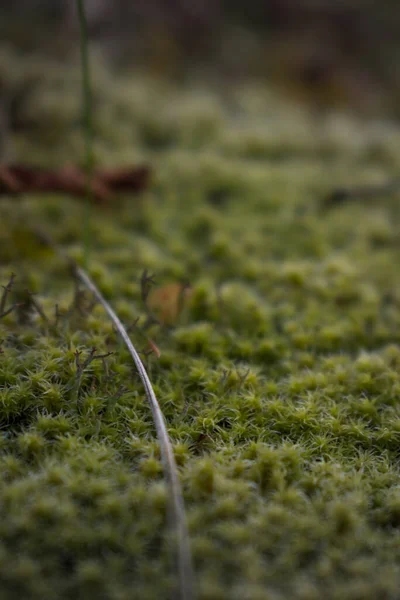 Lkbaharda Orman Zeminini Kapatın — Stok fotoğraf