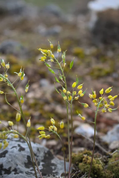 stock image Close up of forest floor in the spring