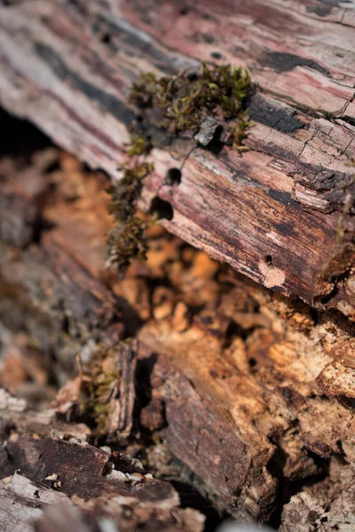 Lkbaharda Orman Zeminini Kapatın — Stok fotoğraf