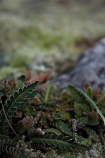 Tavasszal Erdőpadló Bezárása — Stock Fotó