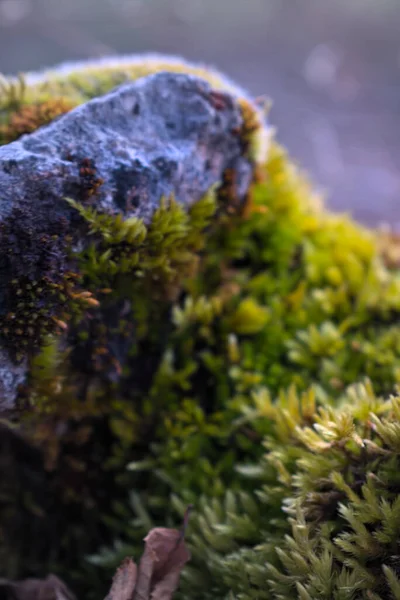 Waldboden Frühjahr Dicht Machen — Stockfoto
