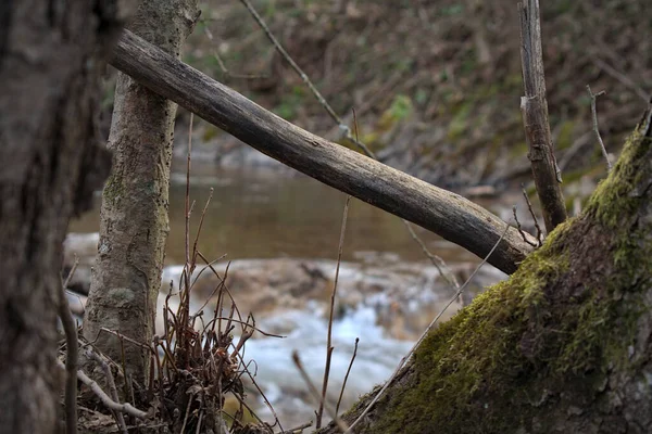 Небольшая Река Между Деревьями Лесу — стоковое фото