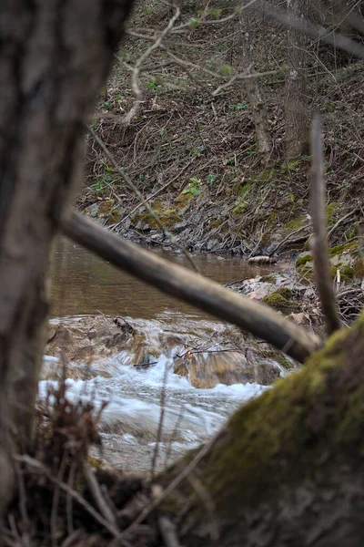 Petite Rivière Entre Les Arbres Dans Forêt — Photo
