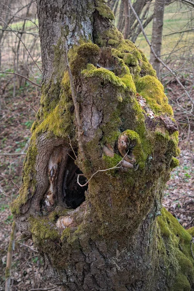 Мох Покрытый Дерево Лесу — стоковое фото
