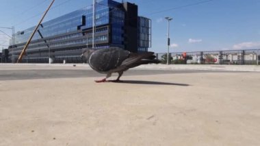 Yerden yemek yiyen bir güvercin. Güneşli bir günde düşük açı görünümü