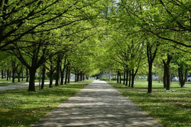 Bahar parkta sokakta