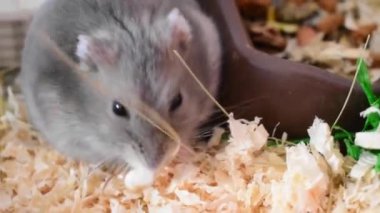 Lagurus lagurus (Grey Steppe Lemming) 