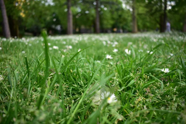 Parkta çimenler ve parktaki beyaz iş çiçekleri.