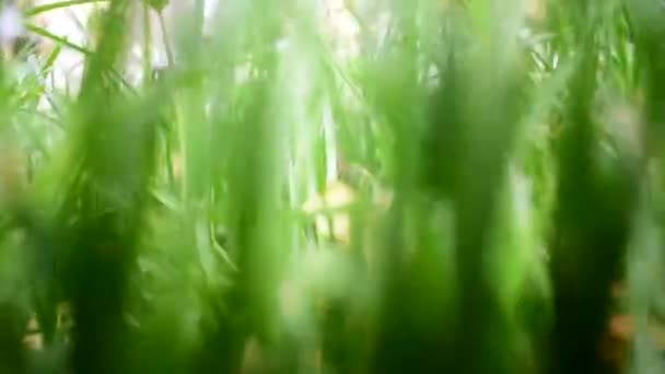 Grönt Gräs Med Vitt Arbete Pov — Stockvideo