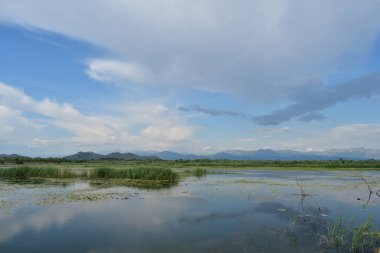 Yazın bataklık ve dağlarla Skadar gölü manzarası