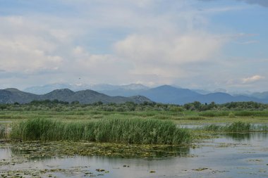 Yazın bataklık ve dağlarla Skadar gölü manzarası