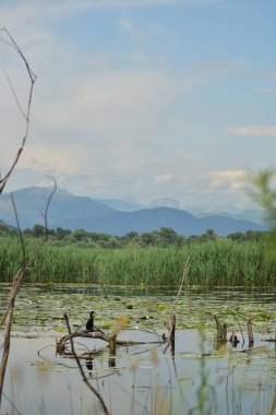 Göldeki bir ağacın üzerinde duran karabatak.