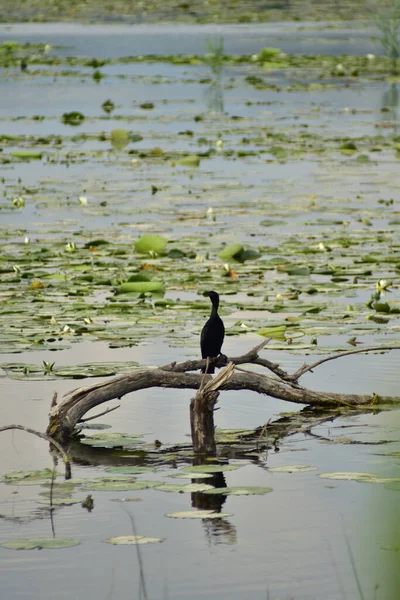 Cormoran Debout Sur Arbre Dans Lac — Photo
