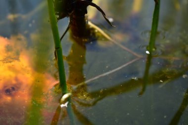 Göletteki kedi balığı