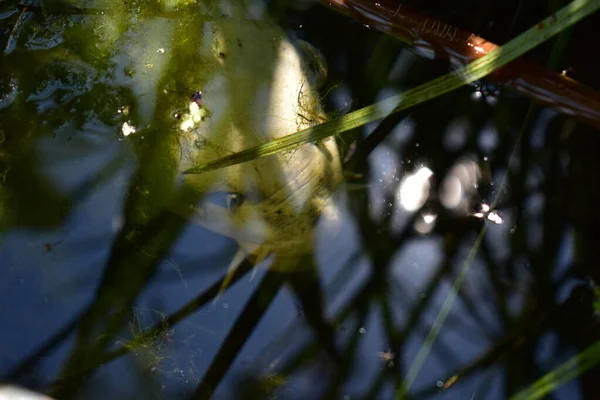 Риба Ставовій Траві — стокове фото