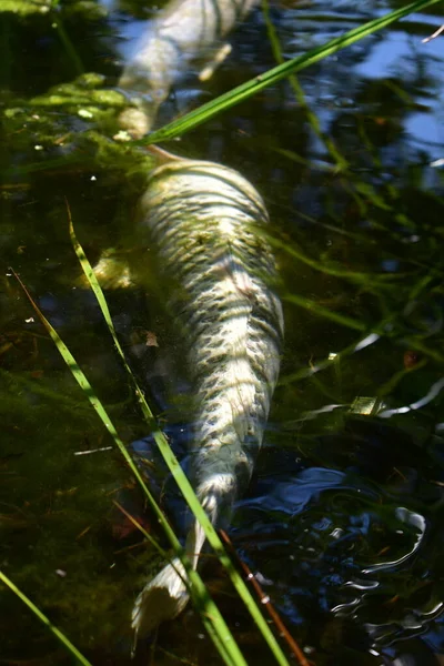 Риба Ставовій Траві — стокове фото