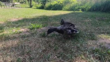 Kamu parkındaki ördekler 