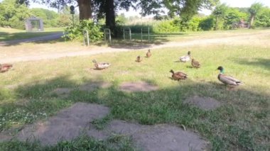 Kamu parkındaki ördekler 