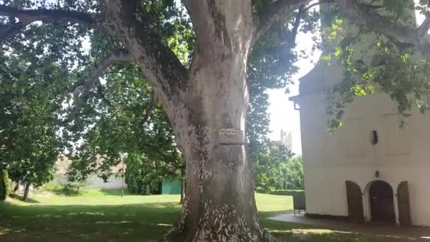 Riesiger Platanusbaum Der Nähe Einer Kirche — Stockvideo