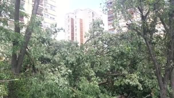 Árvores Danificadas Cidade Após Tempestades Ventos Fortes — Vídeo de Stock