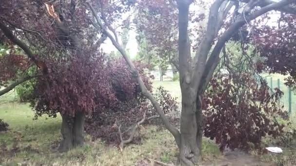 Şiddetli Rüzgar Fırtınadan Sonra Şehirde Hasar Gören Ağaçlar — Stok video