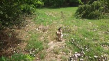 Galli teriyer köpeği ve pug.
