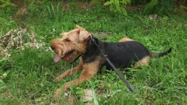 Çimlerin üzerinde oturan Galli teriyer