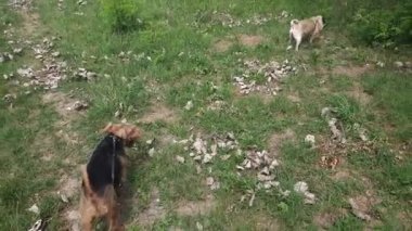 Galli teriyer köpeği ve pug.