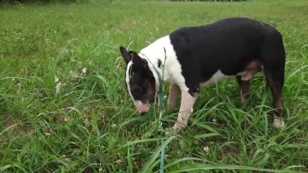 Bull Terrier Eating Grass — Stock Video