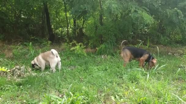 Pasear Dos Perros Terrier Galés Pug — Vídeo de stock