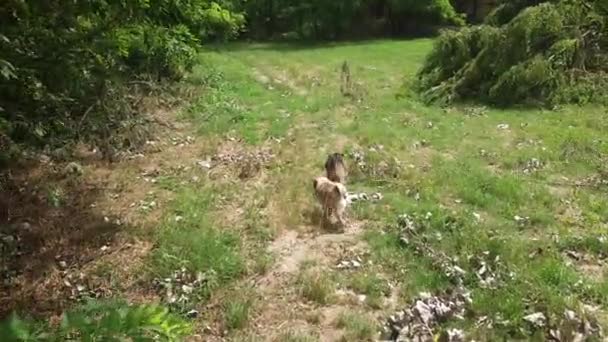 Pieszo Dwa Psy Walijski Terrier Mops — Wideo stockowe