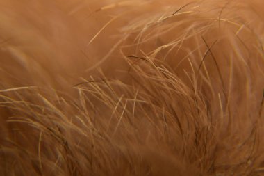 Hayvan tüyü arkaplan dokusunu kapat. Hayvan kürkünün makro fotoğrafları.