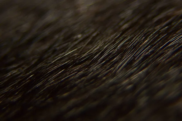 Közelkép Állati Szőr Háttér Textúra Állati Szőrme Makrofotózása — Stock Fotó