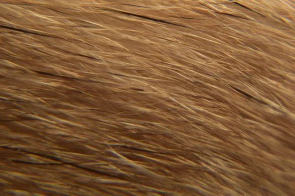 Zbliżenie Tekstury Tła Sierści Zwierzęcej Makrofotografia Futra Zwierzęcego — Zdjęcie stockowe