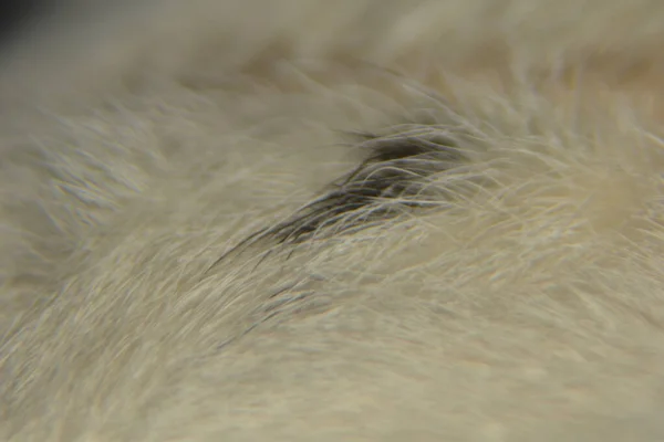Zbliżenie Tekstury Tła Sierści Zwierzęcej Makrofotografia Futra Zwierzęcego — Zdjęcie stockowe