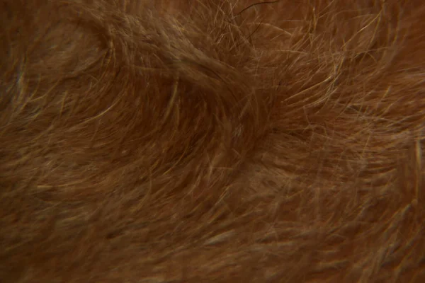 Detailní Záběr Zvířecí Vlasy Pozadí Textury Makro Fotografie Zvířecí Srsti — Stock fotografie