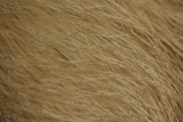 Close Animal Hair Background Texture Macro Photography Animal Fur — Stock Photo, Image
