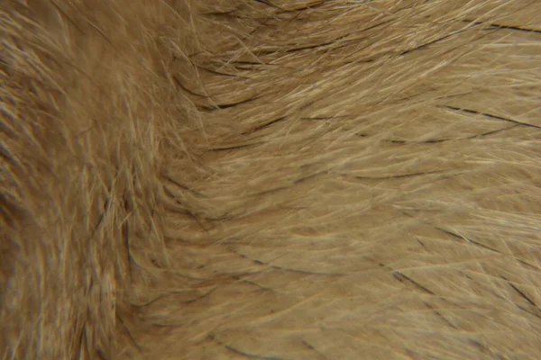 动物毛发背景纹理的特写 动物毛皮宏观摄影 — 图库照片