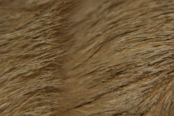 Nahaufnahme Der Tierhaare Hintergrundstruktur Makrofotografie Von Tierfell — Stockfoto