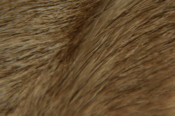 動物の髪のバックグラウンドテクスチャを閉じます 動物毛皮のマクロ写真 — ストック写真