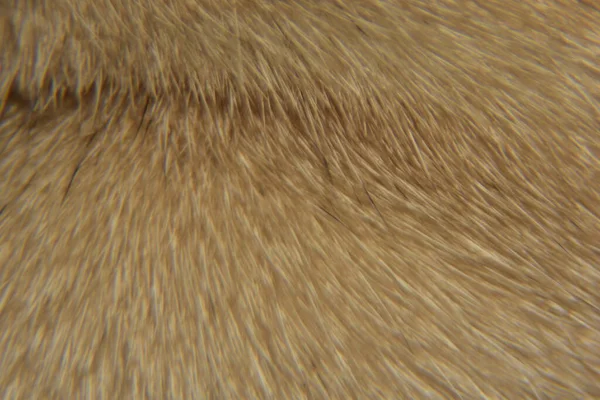 Close Animal Hair Background Texture Macro Photography Animal Fur — Stock Photo, Image