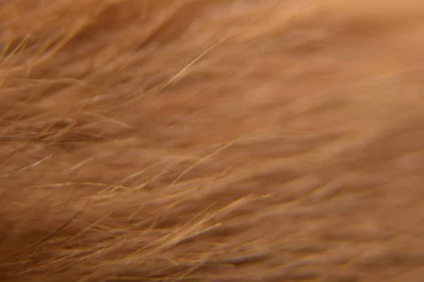 Hayvan Tüyü Arkaplan Dokusunu Kapat Hayvan Kürkünün Makro Fotoğrafları — Stok fotoğraf