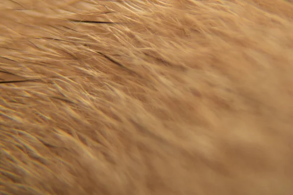 동물의 머리카락 질감의 모피의 매크로 — 스톡 사진