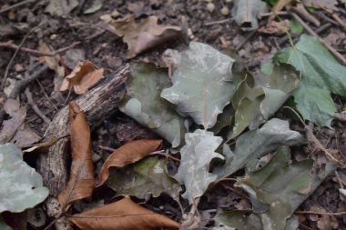 Orman zeminini kapatın. Ormandaki yaprakların, toprağın ve dalların makro çekimi. 